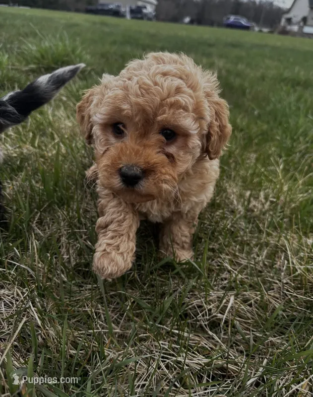 Male Mini  – Miniature Goldendoodle puppy for sale in Redford Township, MI