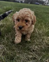 Male Mini , a male Miniature Goldendoodle for sale in Redford Township, MI – 1 of 1