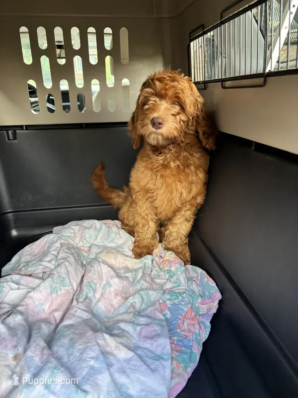Female Mini Golden Doodle  – Miniature Goldendoodle puppy for sale in Redford Township, MI
