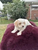 Bella , a female Pomapoo for sale in Redford Township, MI – 2 of 7
