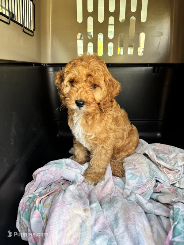 Buddy Love – Cockapoo puppy for sale in Redford Township, MI