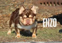 Smaller , a male French Bulldog for sale in Redford Township, MI – 10 of 10