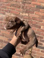 Pretty Rizzi, a female American Bully for sale in Redford Township, MI – Photo 3 of 9