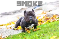 Pretty Rizzi, a female American Bully for sale in Redford Township, MI – Photo 9 of 9