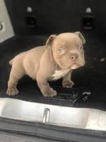 Buzz, a female American Bully for sale in Redford Township, MI – Photo 7 of 8