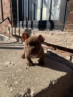 Pretty Rizzi, a female American Bully for sale in Redford Township, MI – Photo 2 of 9