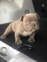 Buzz, a female American Bully for sale in Redford Township, MI – Photo 6 of 8