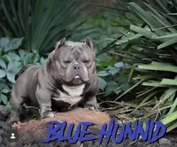 Pretty Rizzi, a female American Bully for sale in Redford Township, MI – Photo 7 of 9