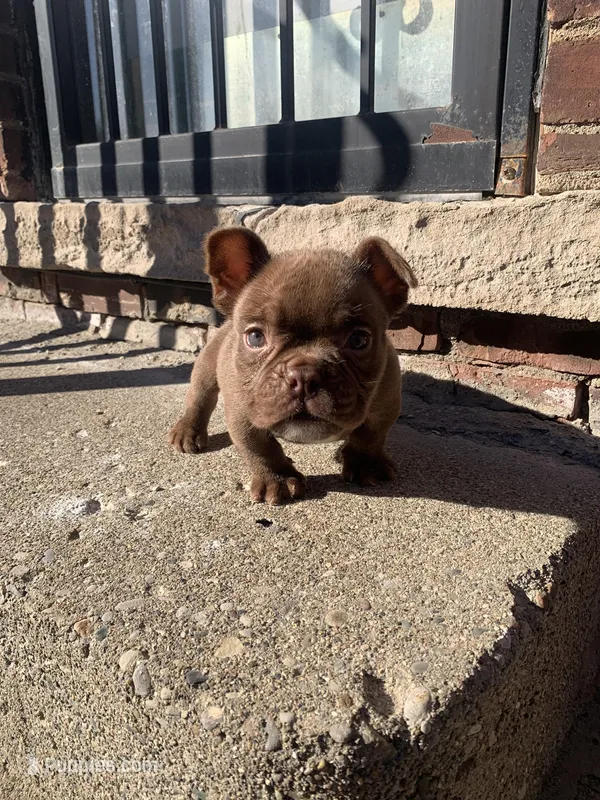 Pretty Rizzi – American Bully puppy for sale in Redford Township, MI