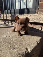 Pretty Rizzi, a female American Bully for sale in Redford Township, MI – Photo 1 of 9