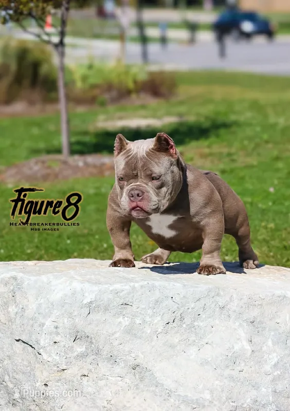 Buzz – American Bully puppy for sale in Redford Township, MI