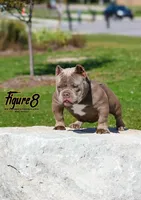 Pretty Rizzi, a female American Bully for sale in Redford Township, MI – Photo 5 of 9