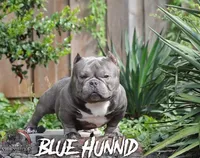 Pretty Rizzi, a female American Bully for sale in Redford Township, MI – Photo 8 of 9