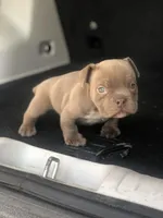 Buzz, a female American Bully for sale in Redford Township, MI – Photo 8 of 8