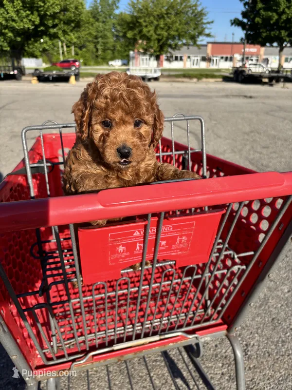 Male Mini  – Miniature Goldendoodle puppy for sale in Redford Township, MI