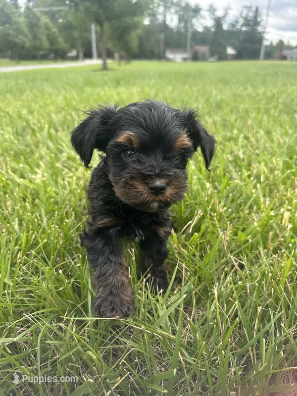 Yorkie poo female  – Yorkipoo puppy for sale in Redford Township, MI