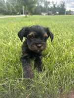 Yorkie poo female , a female Yorkipoo for sale in Redford Township, MI – 1 of 3