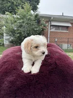 Bella , a female Pomapoo for sale in Redford Township, MI – 3 of 7