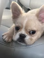 Gelo, a male French Bulldog for sale in Redford Township, MI – 6 of 9