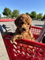 Female Mini Golden Doodle , a female Miniature Goldendoodle for sale in Redford Township, MI – 5 of 6