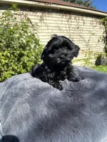 Female Yorkue poo, a female Yorkipoo for sale in Redford Township, MI – 7 of 10