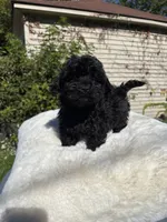 Female Yorkue poo, a female Yorkipoo for sale in Redford Township, MI – 6 of 10