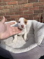 Jack Russell f , a female Jack Russell Terrier for sale in Redford Township, MI – 3 of 4