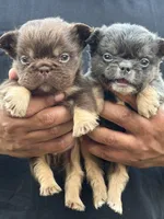 Smaller , a male French Bulldog for sale in Redford Township, MI – 7 of 10