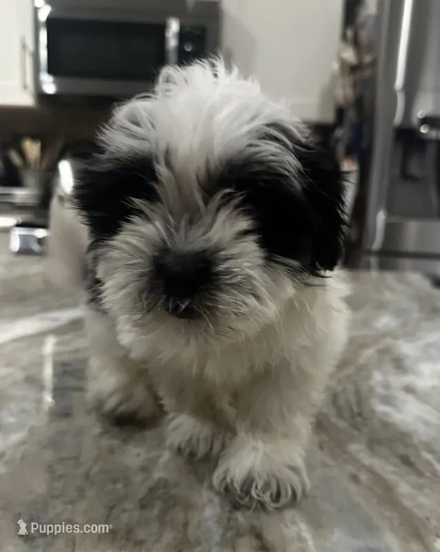 Shih Tzu f