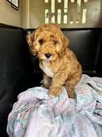 Buddy Love, a male Cockapoo for sale in Redford Township, MI – 4 of 7