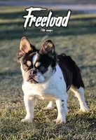 Pinky, a male French Bulldog for sale in Redford Township, MI – 2 of 10