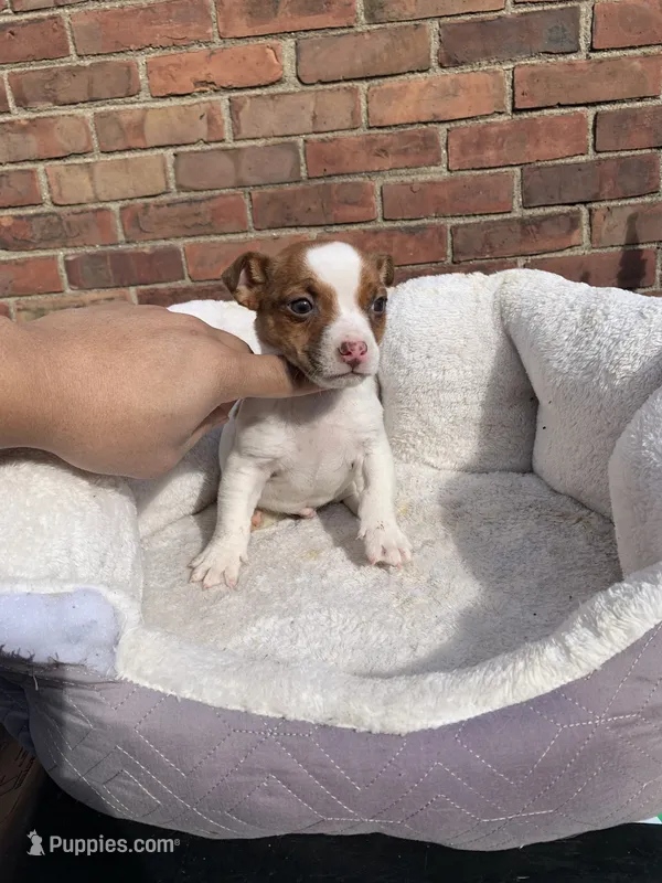 Jack Russell f  – Jack Russell Terrier puppy for sale in Redford Township, MI