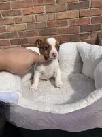 Jack Russell f , a female Jack Russell Terrier for sale in Redford Township, MI – 1 of 4