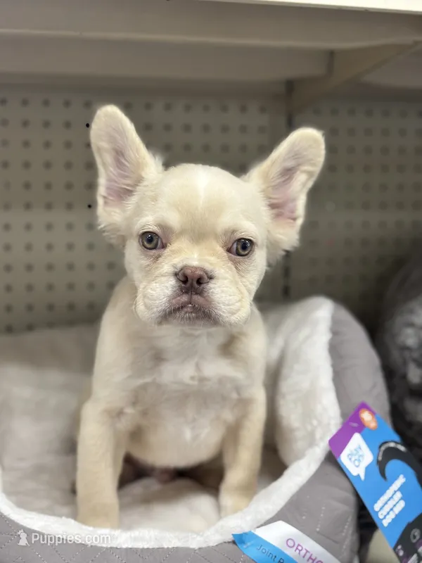 Smaller  – French Bulldog puppy on hold in Redford Township, MI