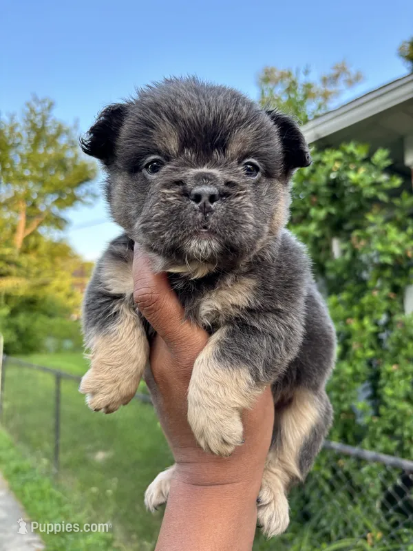 Lilac and tan – French Bulldog puppy for sale in Redford Township, MI