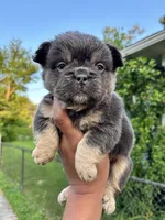 Lilac and tan, a female French Bulldog for sale in Redford Township, MI – 1 of 10