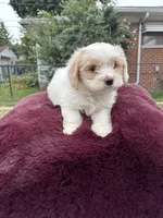 Bella , a female Pomapoo for sale in Redford Township, MI – 7 of 7