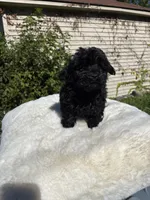 Female Yorkue poo, a female Yorkipoo for sale in Redford Township, MI – 8 of 10