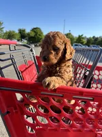 Female Mini Golden Doodle , a female Miniature Goldendoodle for sale in Redford Township, MI – 4 of 6