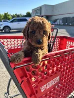 Female Mini Golden Doodle , a female Miniature Goldendoodle for sale in Redford Township, MI – 6 of 6