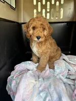 Buddy Love, a male Cockapoo for sale in Redford Township, MI – 2 of 7
