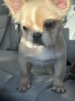 Gelo, a male French Bulldog for sale in Redford Township, MI – 4 of 9
