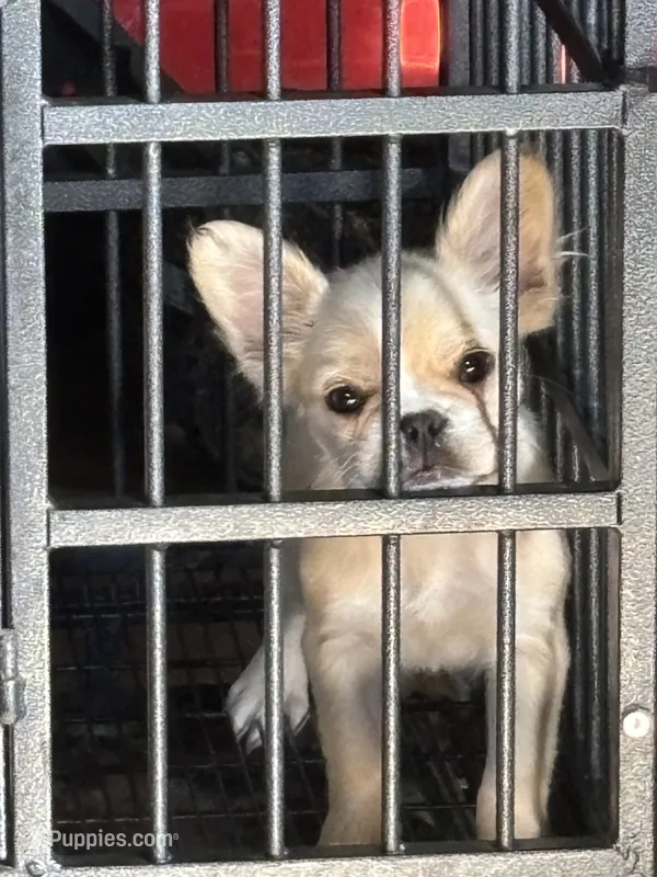 Smaller  – French Bulldog puppy for sale in Redford Township, MI