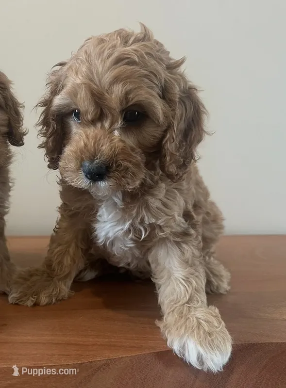 Buddy Love – Cockapoo puppy for sale in Redford Township, MI