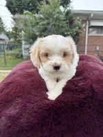 Bella , a female Pomapoo for sale in Redford Township, MI – 4 of 7