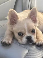 Gelo, a male French Bulldog for sale in Redford Township, MI – 9 of 9