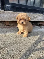 Female Maltipoo , a female Maltipoo for sale in Redford Township, MI – Photo 5 of 6