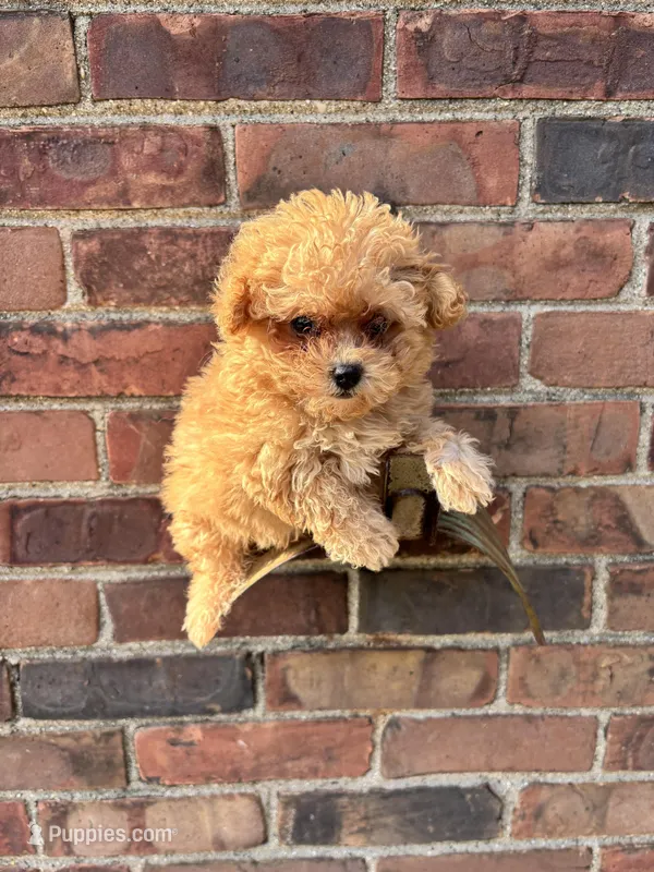 Female Maltipoo  – Maltipoo puppy for sale in Redford Township, MI