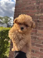 Female Maltipoo , a female Maltipoo for sale in Redford Township, MI – Photo 2 of 6