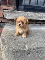 Female Maltipoo , a female Maltipoo for sale in Redford Township, MI – Photo 6 of 6
